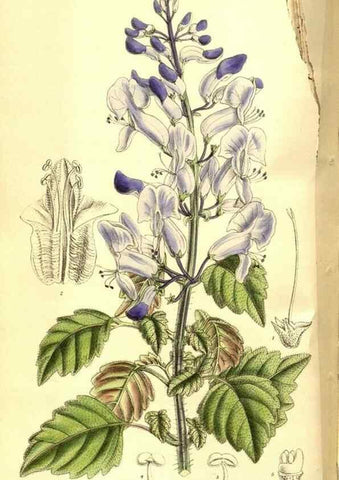 Reproducción/Reproduction 8347254786: Curtis's botanical magazine.. London ;New York [etc.] :Academic Press [etc.]