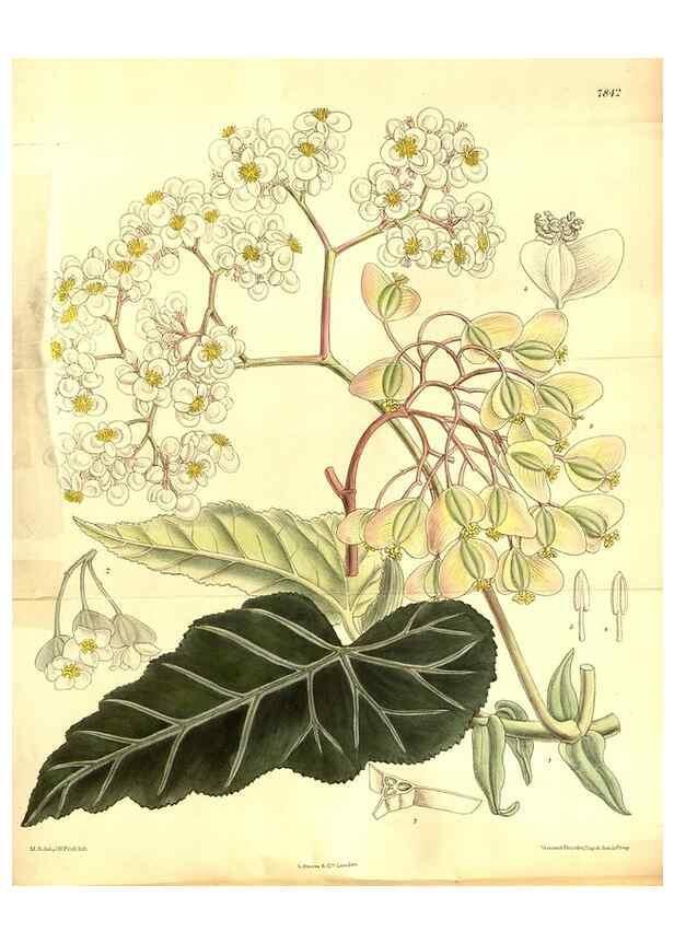 Reproducción/Reproduction 8347255884: Curtis's botanical magazine.. London ;New York [etc.] :Academic Press [etc.]