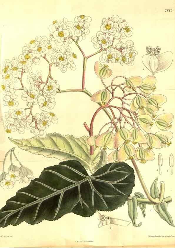 Reproducción/Reproduction 8347255884: Curtis's botanical magazine.. London ;New York [etc.] :Academic Press [etc.]