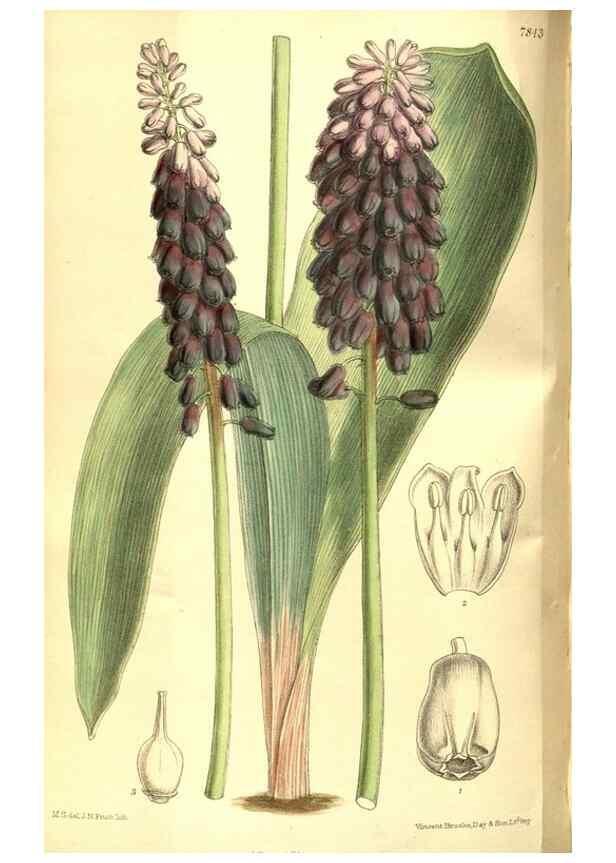 Reproducción/Reproduction 8347256850: Curtis's botanical magazine.. London ;New York [etc.] :Academic Press [etc.]