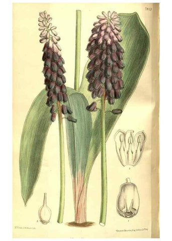 Reproducción/Reproduction 8347256850: Curtis's botanical magazine.. London ;New York [etc.] :Academic Press [etc.]