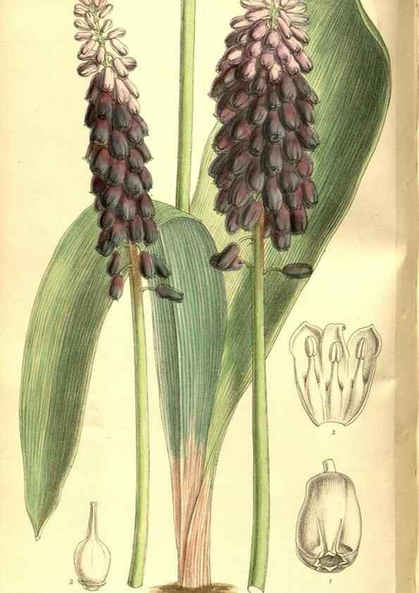 Reproducción/Reproduction 8347256850: Curtis's botanical magazine.. London ;New York [etc.] :Academic Press [etc.]