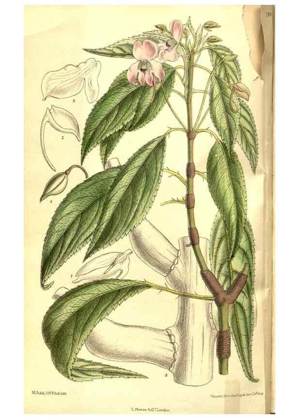 Reproducción/Reproduction 8346203557: Curtis's botanical magazine.. London ;New York [etc.] :Academic Press [etc.]