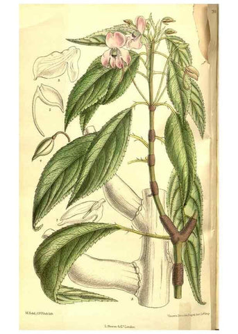 Reproducción/Reproduction 8346203557: Curtis's botanical magazine.. London ;New York [etc.] :Academic Press [etc.]