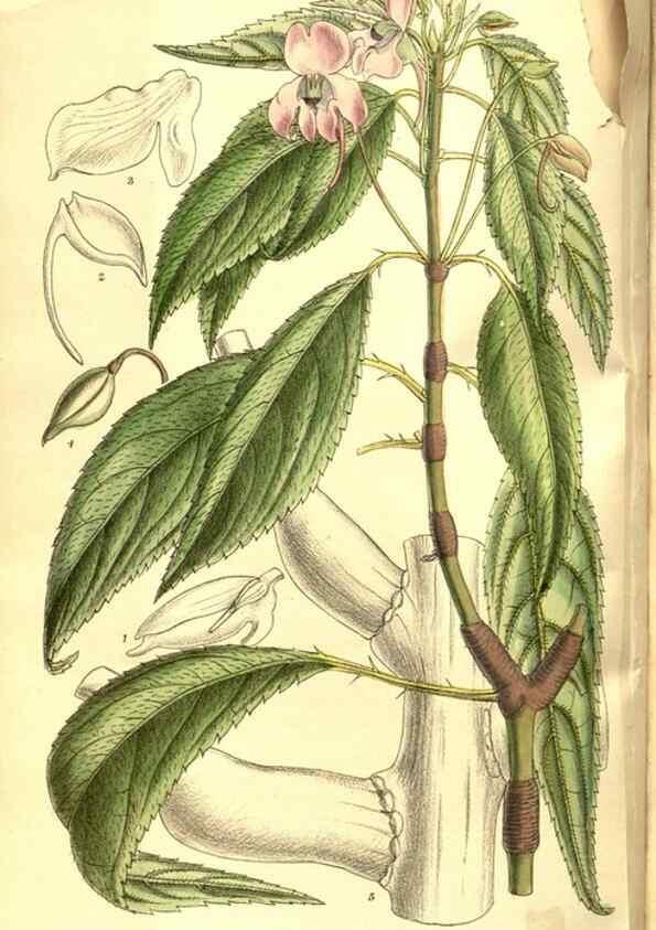 Reproducción/Reproduction 8346203557: Curtis's botanical magazine.. London ;New York [etc.] :Academic Press [etc.]