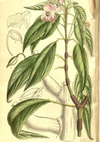 Reproducción/Reproduction 8346203557: Curtis's botanical magazine.. London ;New York [etc.] :Academic Press [etc.]