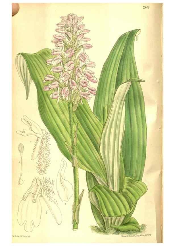 Reproducción/Reproduction 8346205019: Curtis's botanical magazine.. London ;New York [etc.] :Academic Press [etc.]