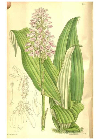 Reproducción/Reproduction 8346205019: Curtis's botanical magazine.. London ;New York [etc.] :Academic Press [etc.]