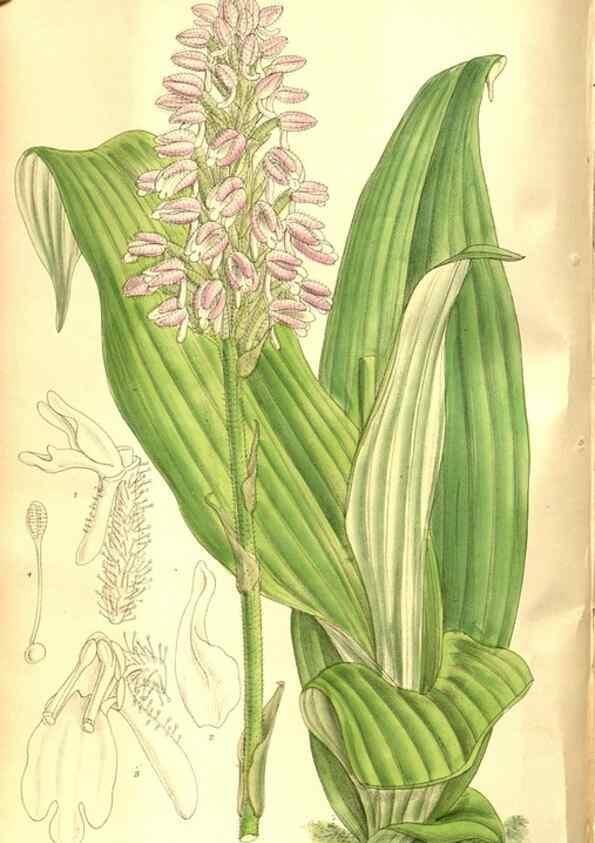 Reproducción/Reproduction 8346205019: Curtis's botanical magazine.. London ;New York [etc.] :Academic Press [etc.]