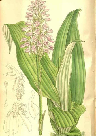 Reproducción/Reproduction 8346205019: Curtis's botanical magazine.. London ;New York [etc.] :Academic Press [etc.]