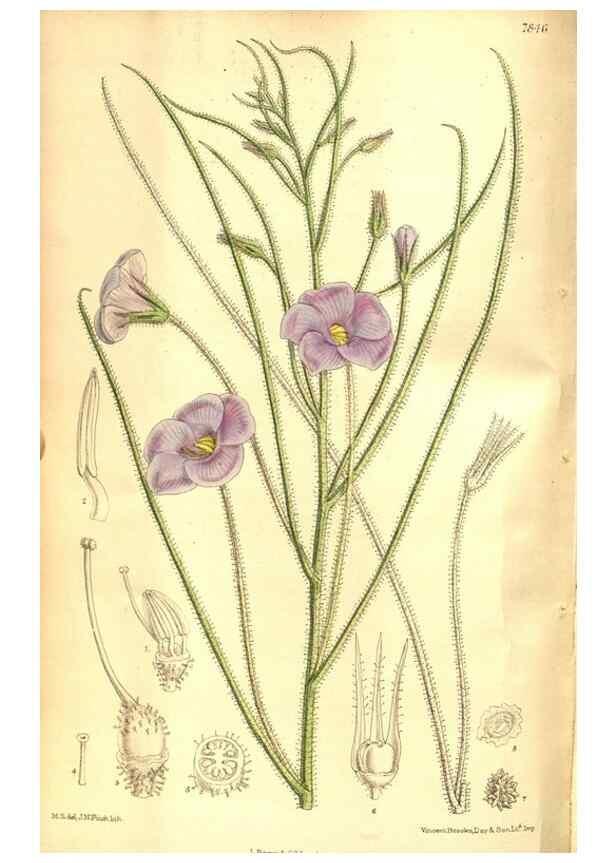 Reproducción/Reproduction 8347260158: Curtis's botanical magazine.. London ;New York [etc.] :Academic Press [etc.]