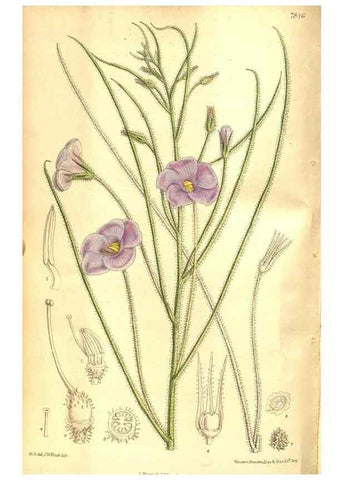 Reproducción/Reproduction 8347260158: Curtis's botanical magazine.. London ;New York [etc.] :Academic Press [etc.]