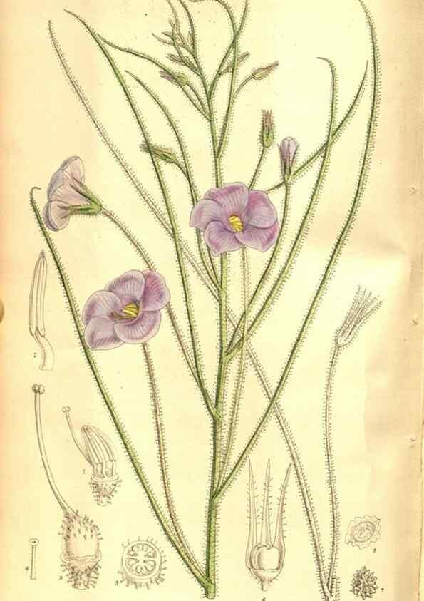 Reproducción/Reproduction 8347260158: Curtis's botanical magazine.. London ;New York [etc.] :Academic Press [etc.]