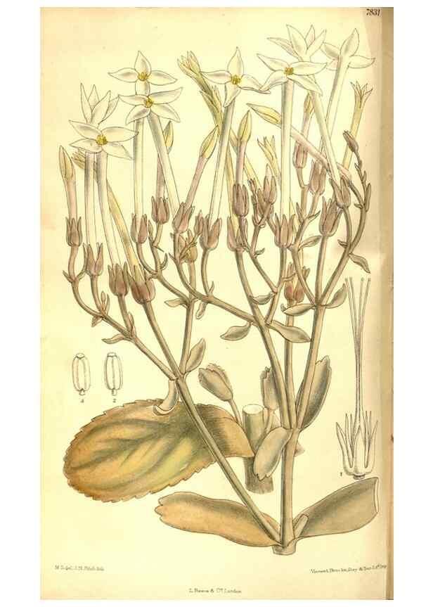 Reproducción/Reproduction 8346191697: Curtis's botanical magazine.. London ;New York [etc.] :Academic Press [etc.]