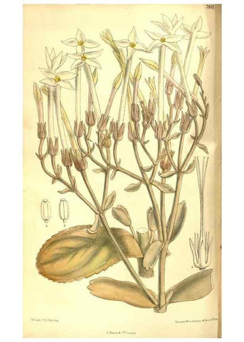 Reproducción/Reproduction 8346191697: Curtis's botanical magazine.. London ;New York [etc.] :Academic Press [etc.]