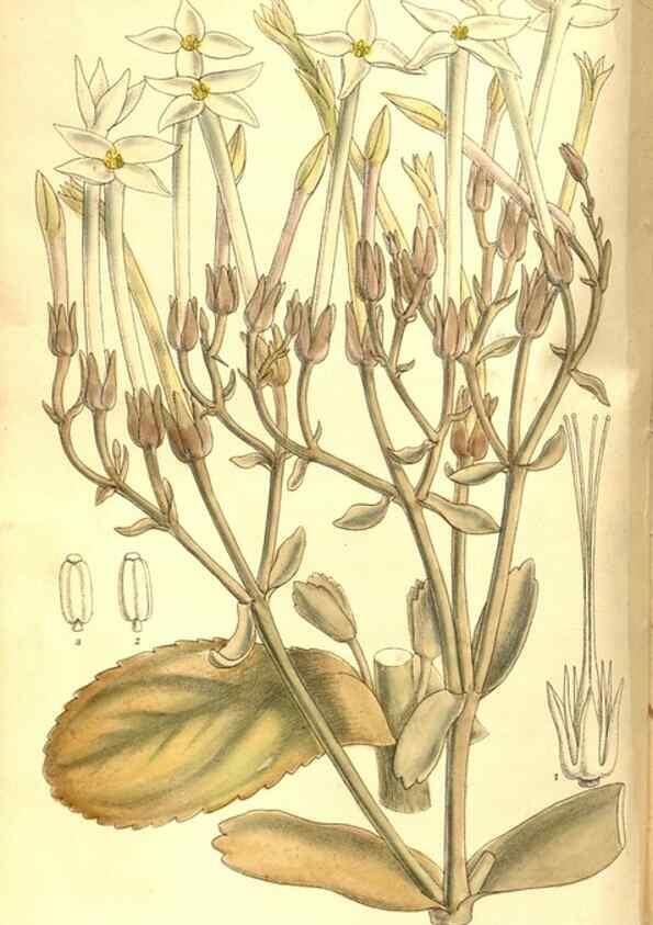 Reproducción/Reproduction 8346191697: Curtis's botanical magazine.. London ;New York [etc.] :Academic Press [etc.]