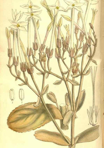 Reproducción/Reproduction 8346191697: Curtis's botanical magazine.. London ;New York [etc.] :Academic Press [etc.]