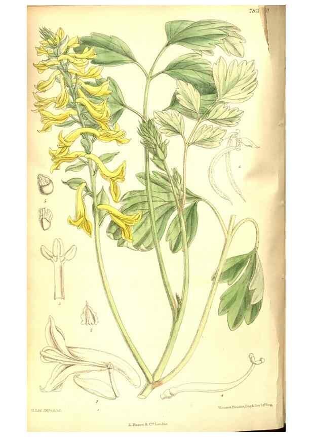 Reproducción/Reproduction 8347244568: Curtis's botanical magazine.. London ;New York [etc.] :Academic Press [etc.]