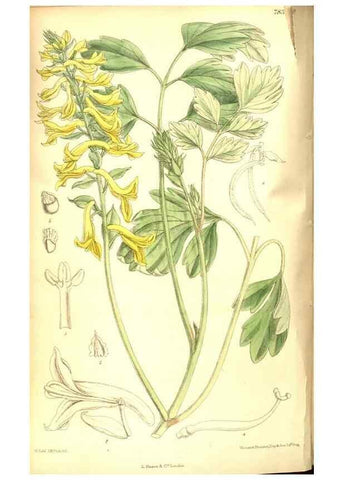 Reproducción/Reproduction 8347244568: Curtis's botanical magazine.. London ;New York [etc.] :Academic Press [etc.]