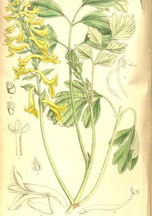Reproducción/Reproduction 8347244568: Curtis's botanical magazine.. London ;New York [etc.] :Academic Press [etc.]