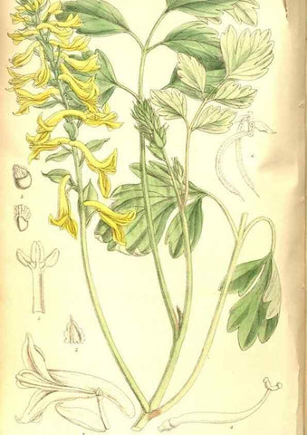 Reproducción/Reproduction 8347244568: Curtis's botanical magazine.. London ;New York [etc.] :Academic Press [etc.]