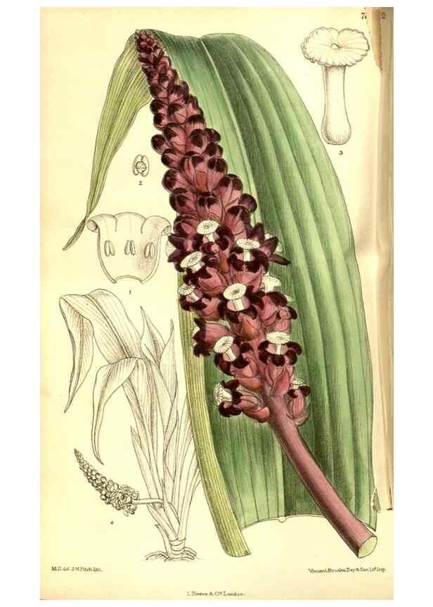 Reproducción/Reproduction 8346189207: Curtis's botanical magazine.. London ;New York [etc.] :Academic Press [etc.]