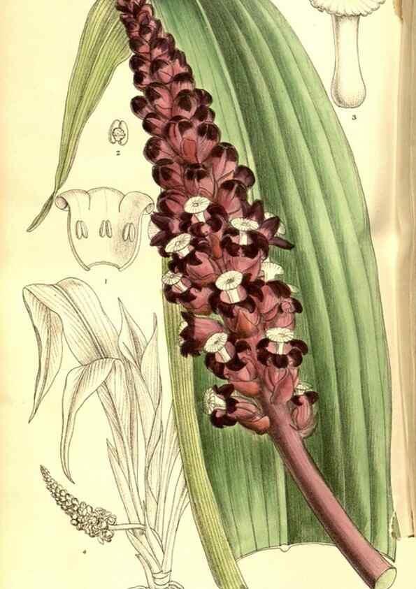 Reproducción/Reproduction 8346189207: Curtis's botanical magazine.. London ;New York [etc.] :Academic Press [etc.]