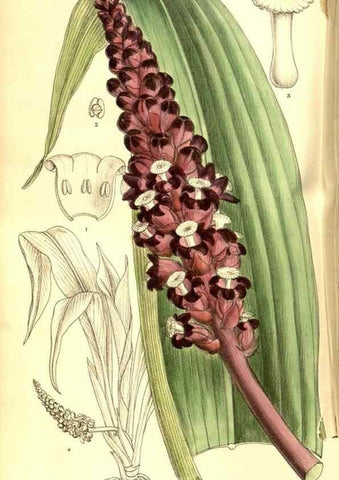 Reproducción/Reproduction 8346189207: Curtis's botanical magazine.. London ;New York [etc.] :Academic Press [etc.]