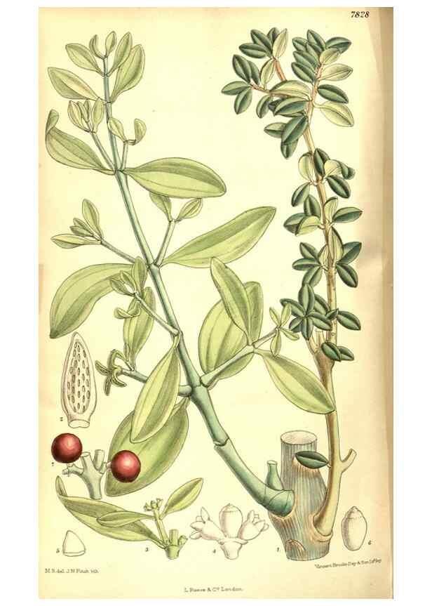 Reproducción/Reproduction 8347242278: Curtis's botanical magazine.. London ;New York [etc.] :Academic Press [etc.]