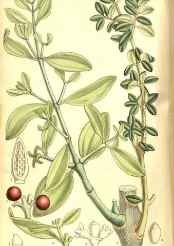Reproducción/Reproduction 8347242278: Curtis's botanical magazine.. London ;New York [etc.] :Academic Press [etc.]