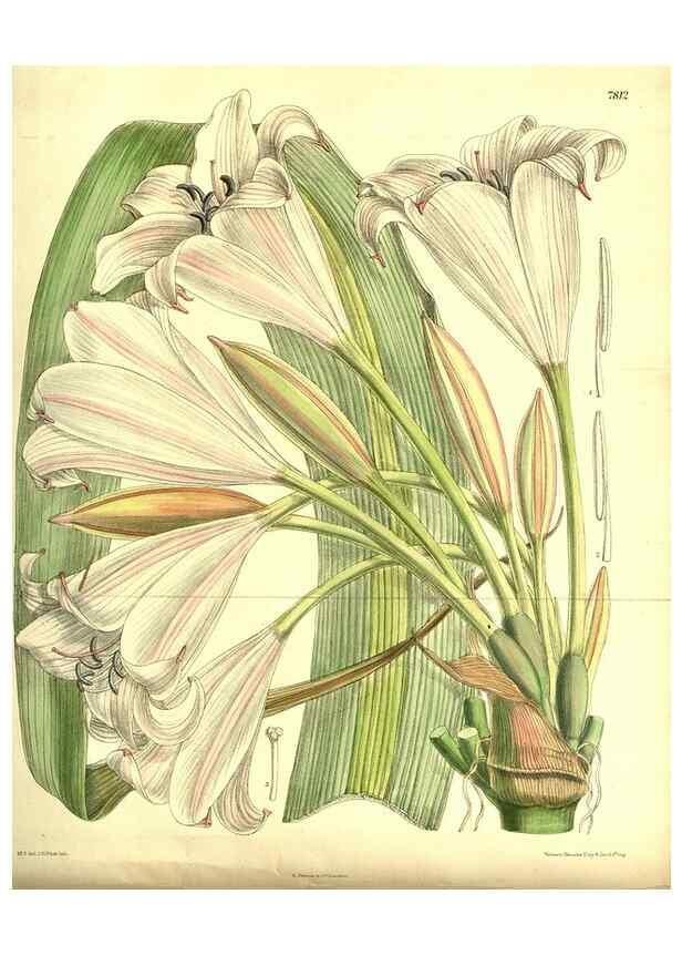 Reproducción/Reproduction 8347226000: Curtis's botanical magazine.. London ;New York [etc.] :Academic Press [etc.]