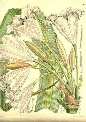 Reproducción/Reproduction 8347226000: Curtis's botanical magazine.. London ;New York [etc.] :Academic Press [etc.]