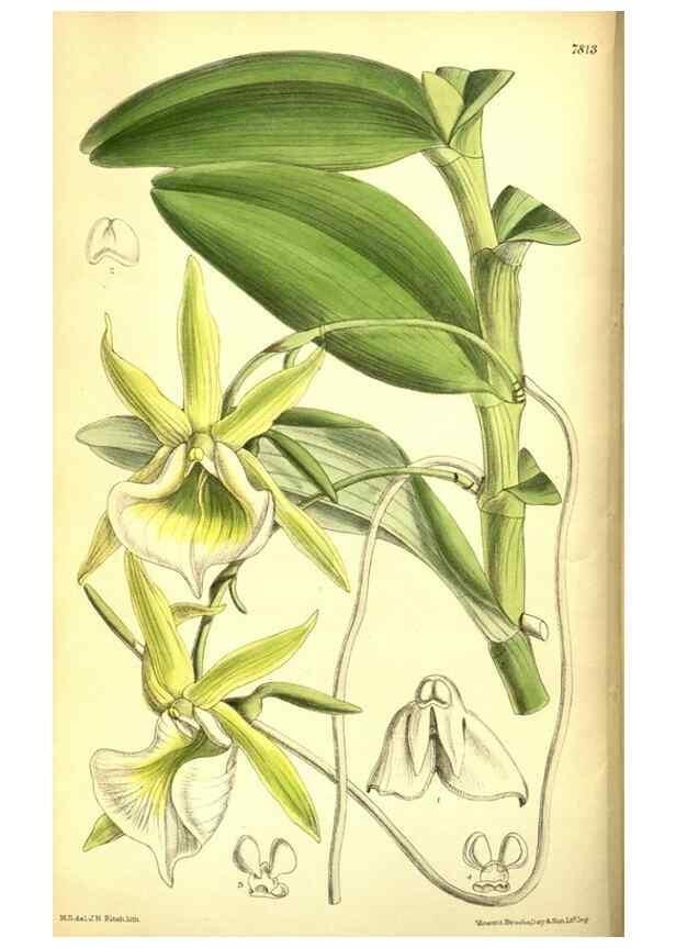 Reproducción/Reproduction 8346172987: Curtis's botanical magazine.. London ;New York [etc.] :Academic Press [etc.]