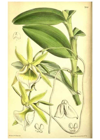 Reproducción/Reproduction 8346172987: Curtis's botanical magazine.. London ;New York [etc.] :Academic Press [etc.]