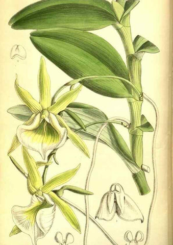 Reproducción/Reproduction 8346172987: Curtis's botanical magazine.. London ;New York [etc.] :Academic Press [etc.]