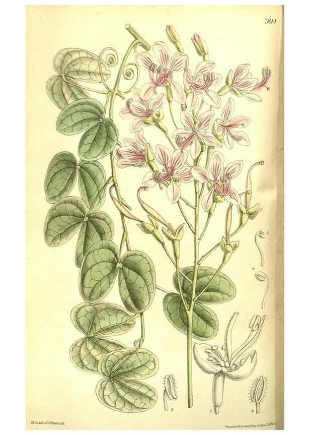 Reproducción/Reproduction 8346174301: Curtis's botanical magazine.. London ;New York [etc.] :Academic Press [etc.]