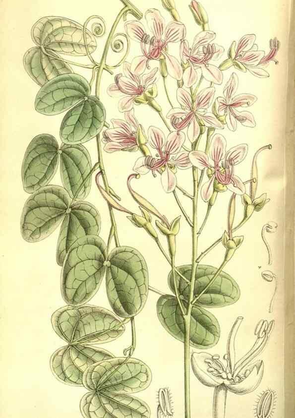 Reproducción/Reproduction 8346174301: Curtis's botanical magazine.. London ;New York [etc.] :Academic Press [etc.]