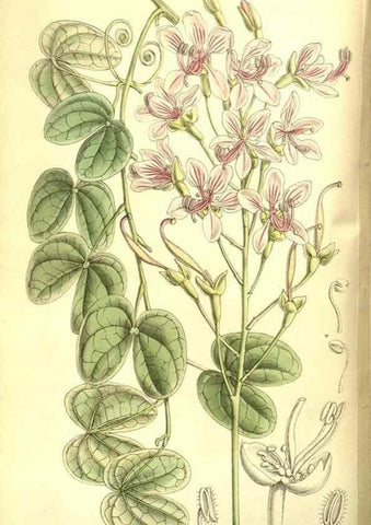 Reproducción/Reproduction 8346174301: Curtis's botanical magazine.. London ;New York [etc.] :Academic Press [etc.]