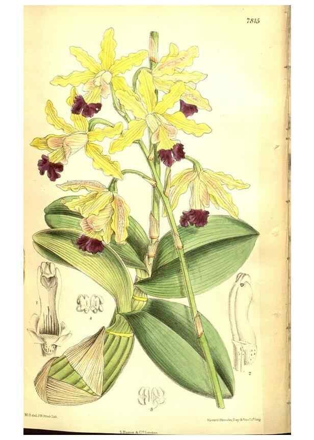 Reproducción/Reproduction 8347229036: Curtis's botanical magazine.. London ;New York [etc.] :Academic Press [etc.]