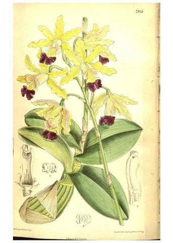 Reproducción/Reproduction 8347229036: Curtis's botanical magazine.. London ;New York [etc.] :Academic Press [etc.]