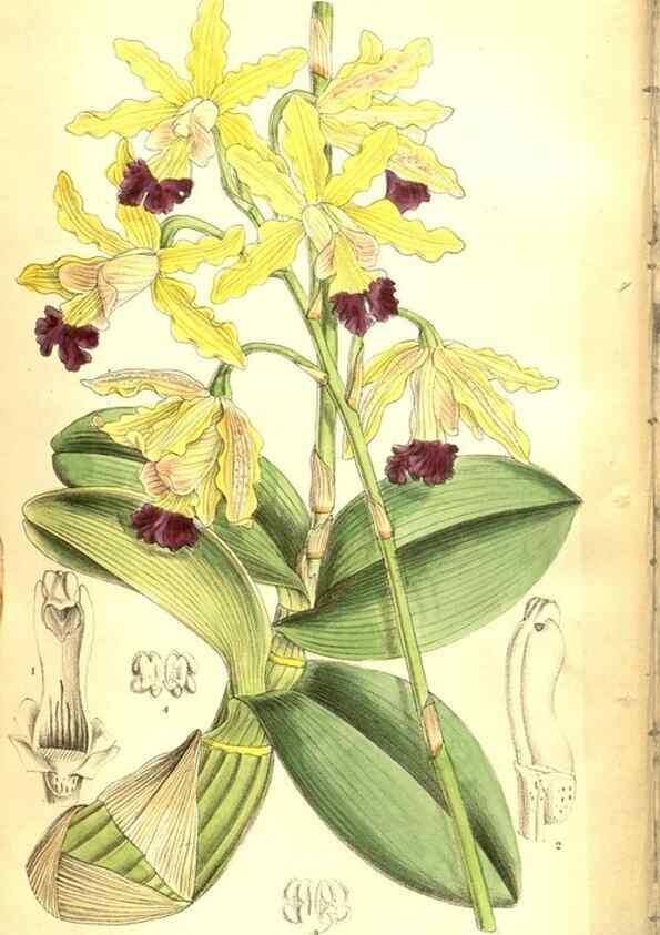 Reproducción/Reproduction 8347229036: Curtis's botanical magazine.. London ;New York [etc.] :Academic Press [etc.]