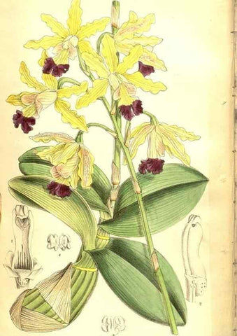Reproducción/Reproduction 8347229036: Curtis's botanical magazine.. London ;New York [etc.] :Academic Press [etc.]