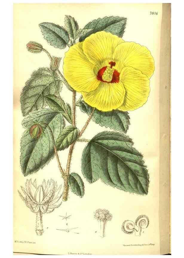 Reproducción/Reproduction 8346176077: Curtis's botanical magazine.. London ;New York [etc.] :Academic Press [etc.]