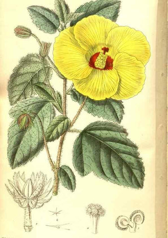 Reproducción/Reproduction 8346176077: Curtis's botanical magazine.. London ;New York [etc.] :Academic Press [etc.]