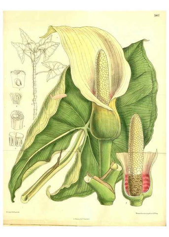 Reproducción/Reproduction 8347231106: Curtis's botanical magazine.. London ;New York [etc.] :Academic Press [etc.]