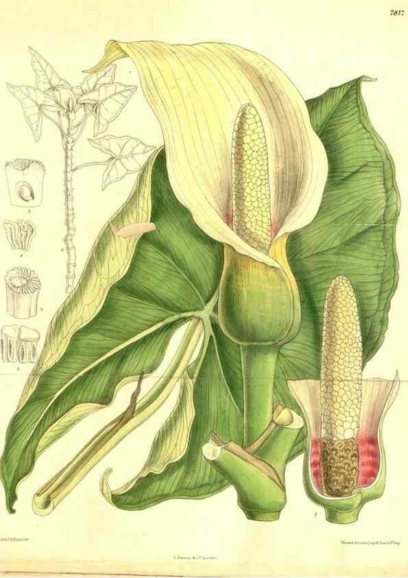 Reproducción/Reproduction 8347231106: Curtis's botanical magazine.. London ;New York [etc.] :Academic Press [etc.]