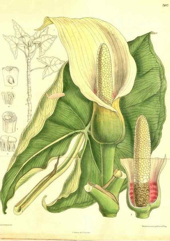 Reproducción/Reproduction 8347231106: Curtis's botanical magazine.. London ;New York [etc.] :Academic Press [etc.]