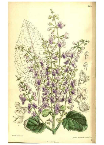 Reproducción/Reproduction 8347232242: Curtis's botanical magazine.. London ;New York [etc.] :Academic Press [etc.]