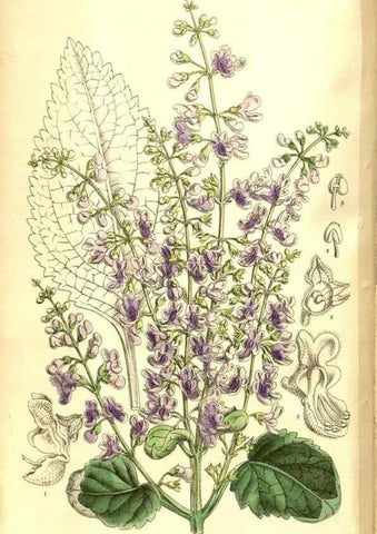 Reproducción/Reproduction 8347232242: Curtis's botanical magazine.. London ;New York [etc.] :Academic Press [etc.]