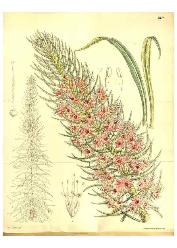 Reproducción/Reproduction 8346206751: Curtis's botanical magazine.. London ;New York [etc.] :Academic Press [etc.]